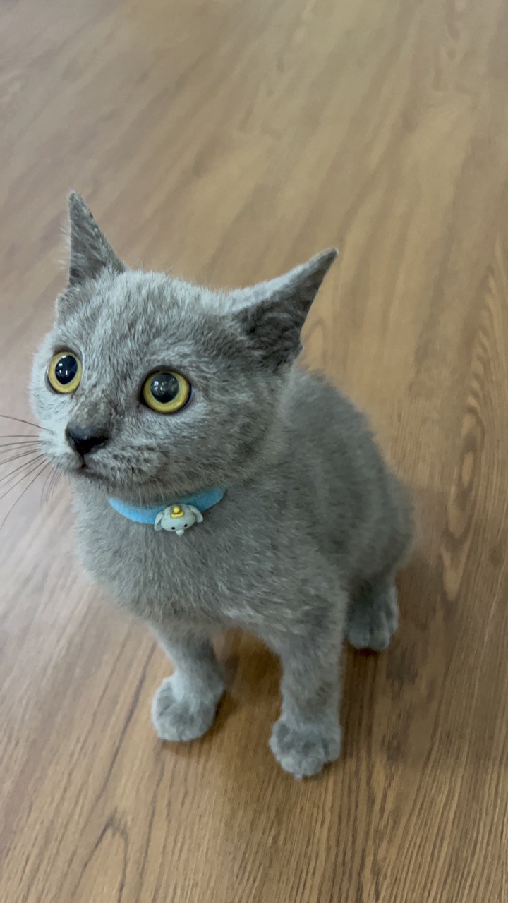 Blue British Shorthair Male Kitten