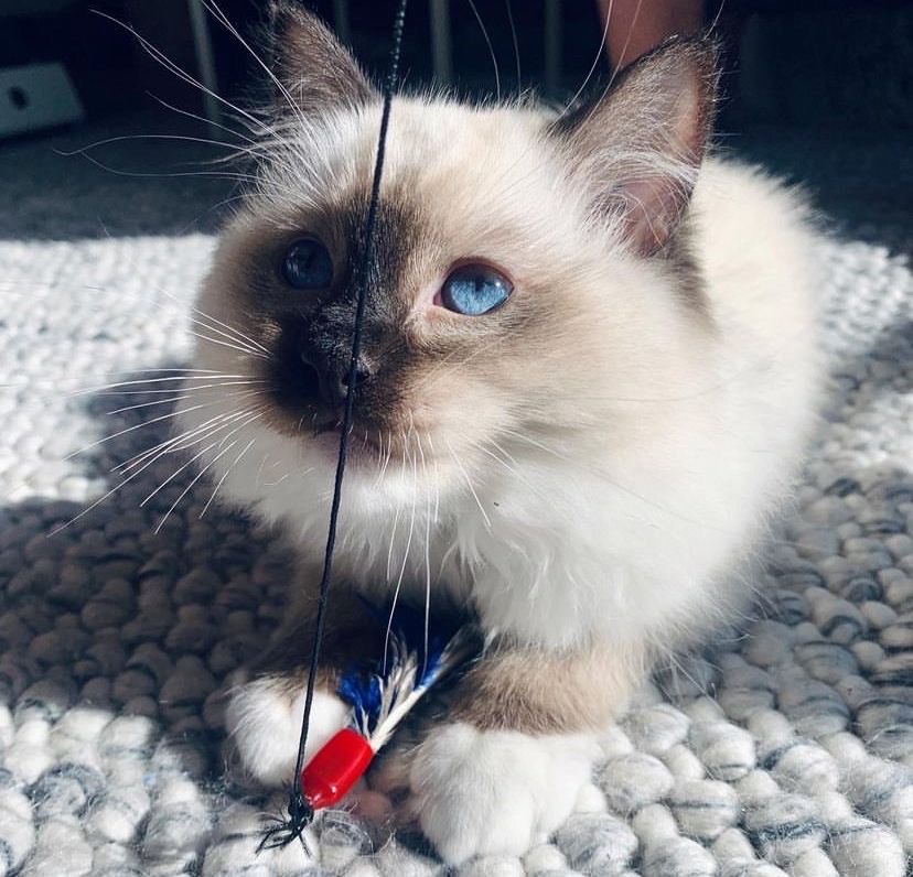 Briana Female Ragdoll Kitten