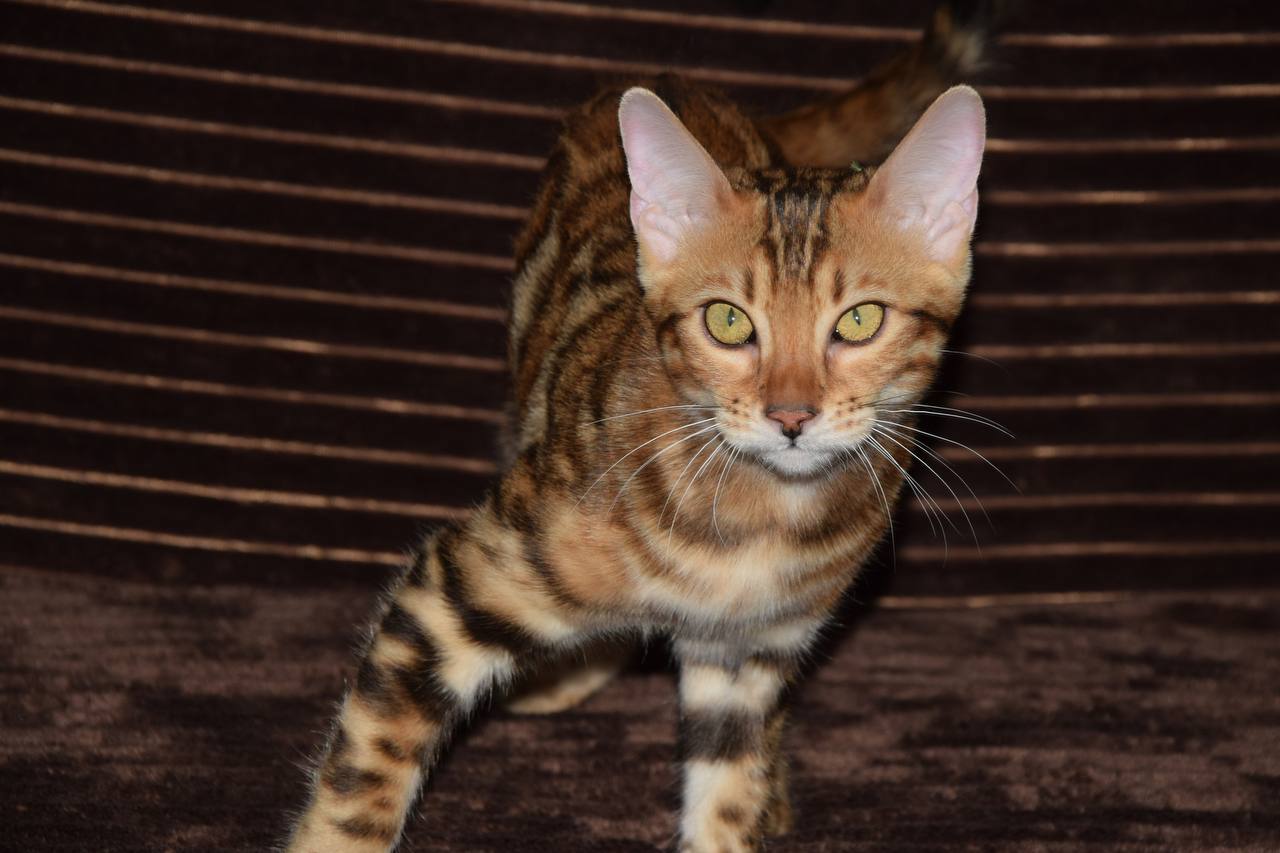Carl Bengal Kitten