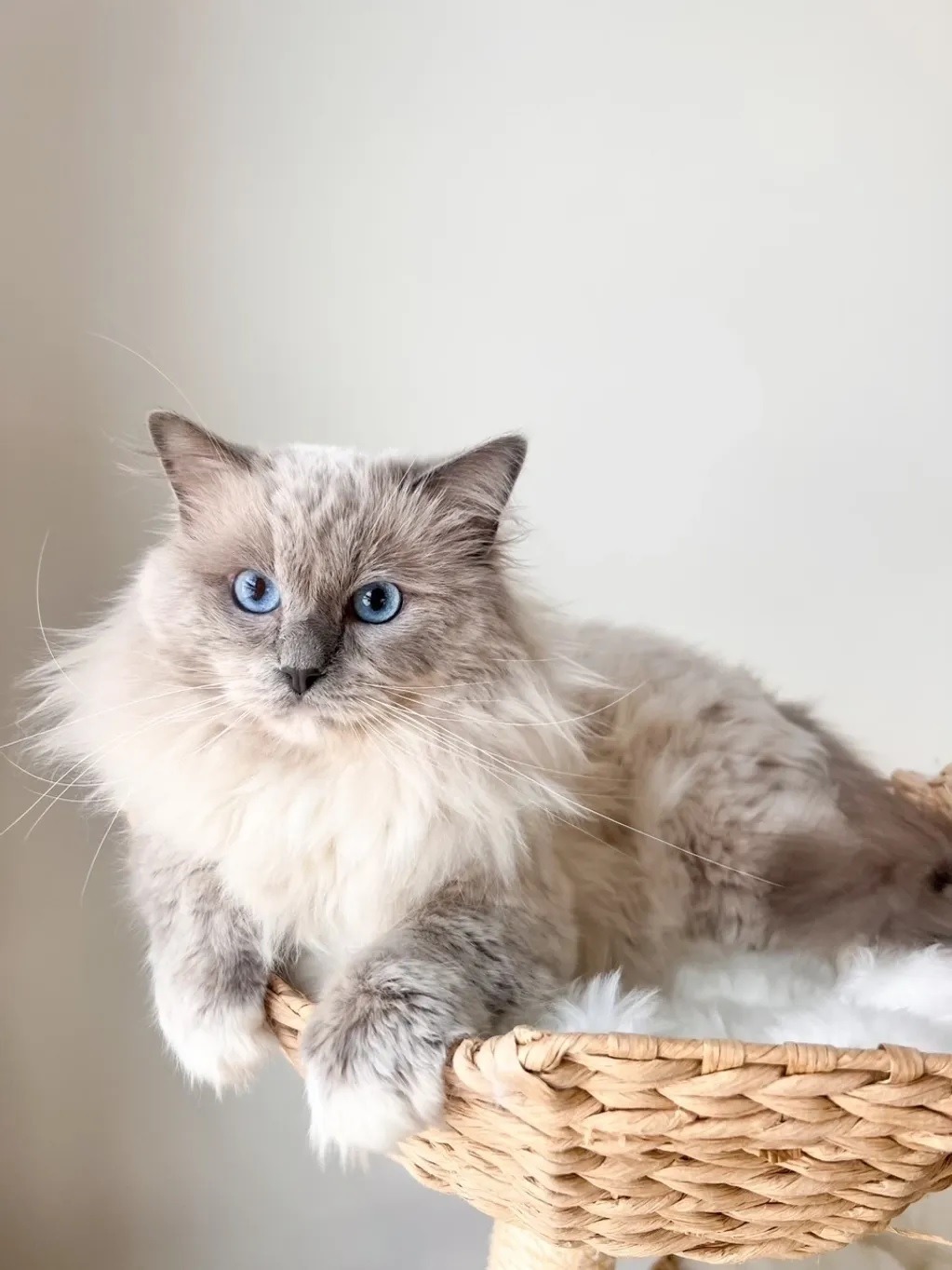 Available Ragdoll kittens