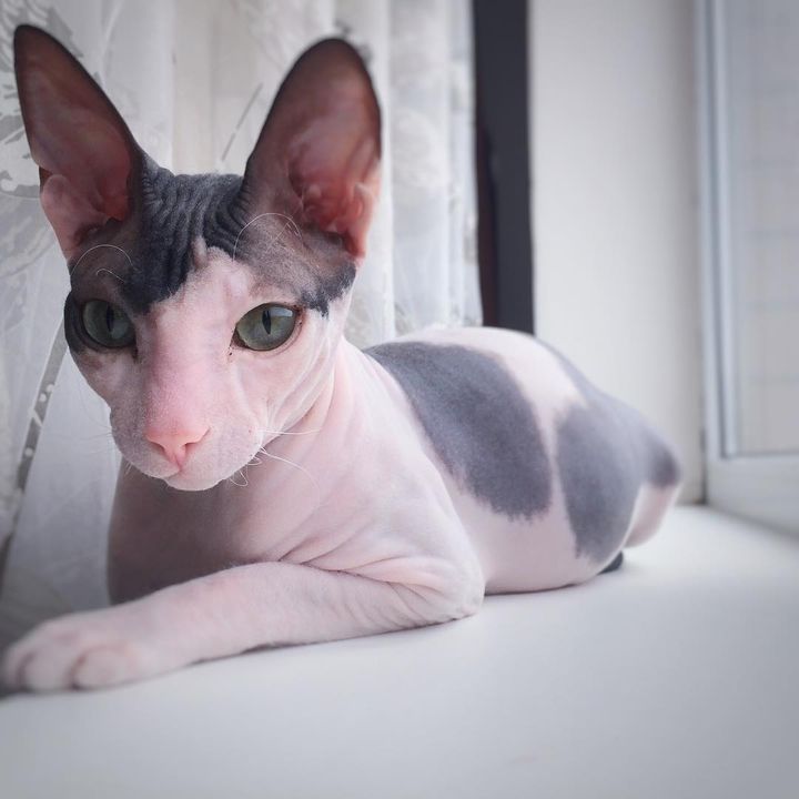 Adoption and rehoming