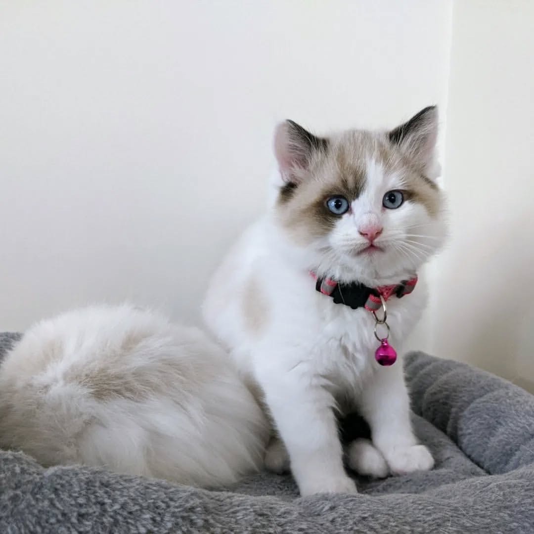 Bellis Female Ragdoll Kitten