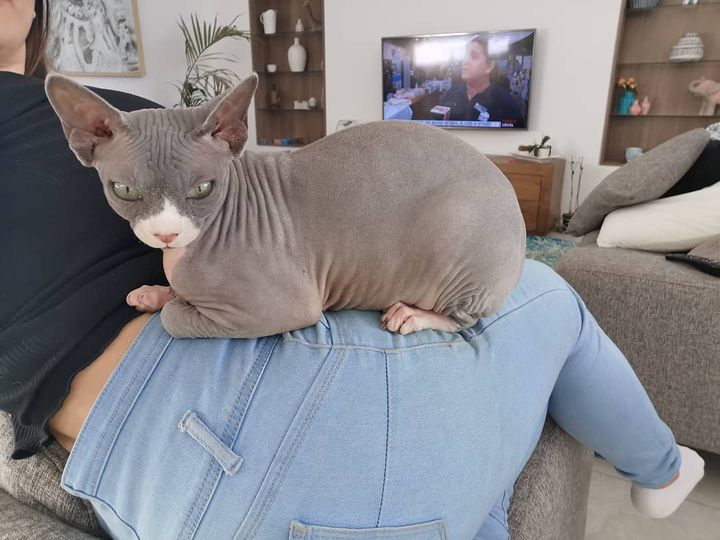 Blue Sphynx Female Kitten