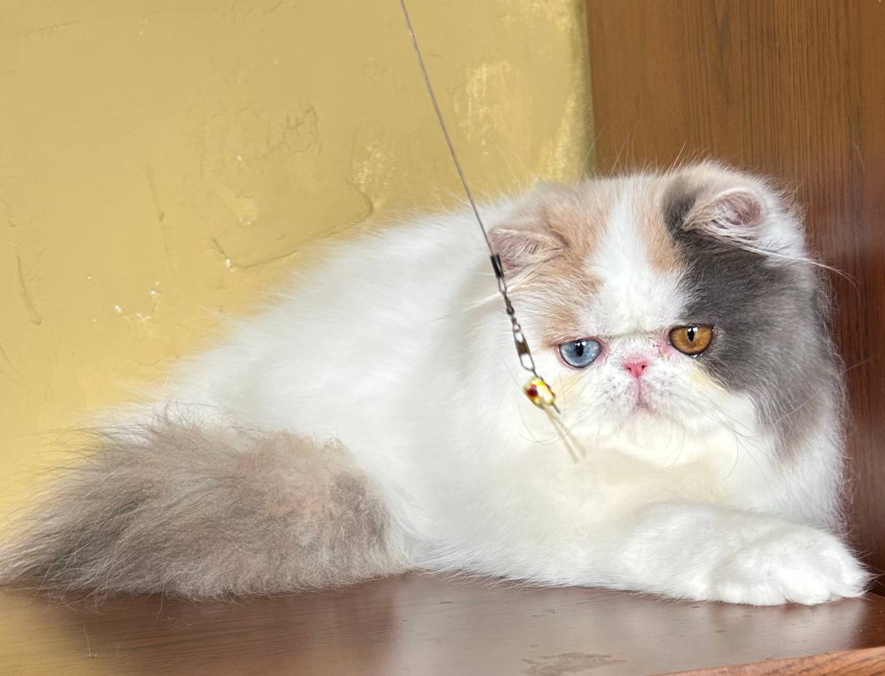 Coco Persian Kitten