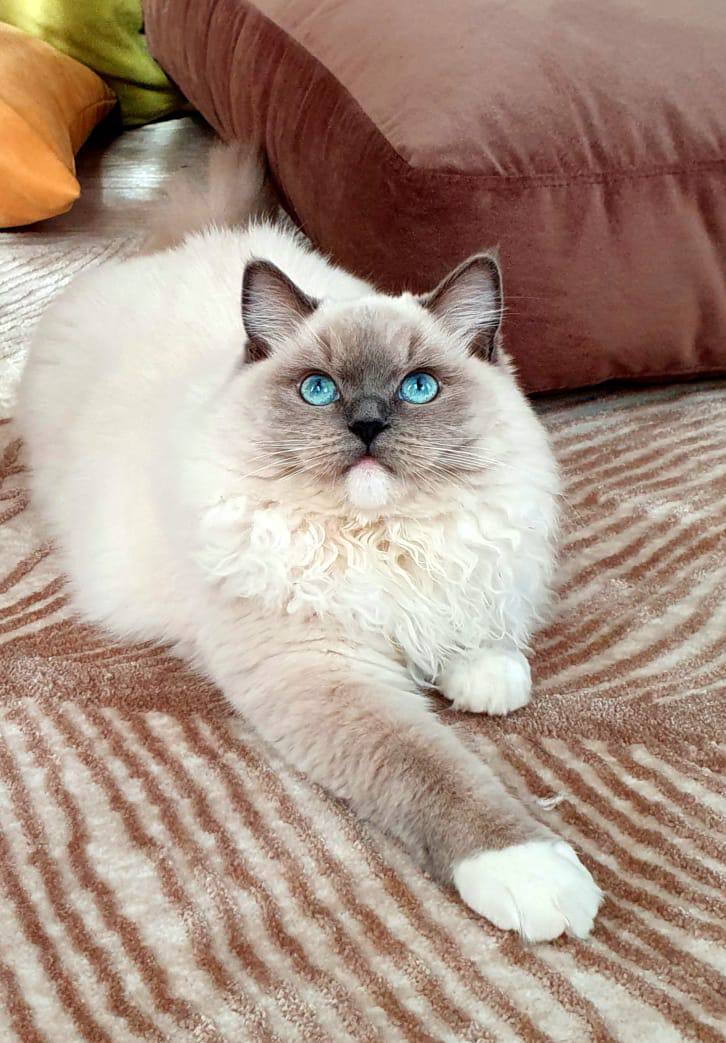 King Sterling - Ragdoll Father