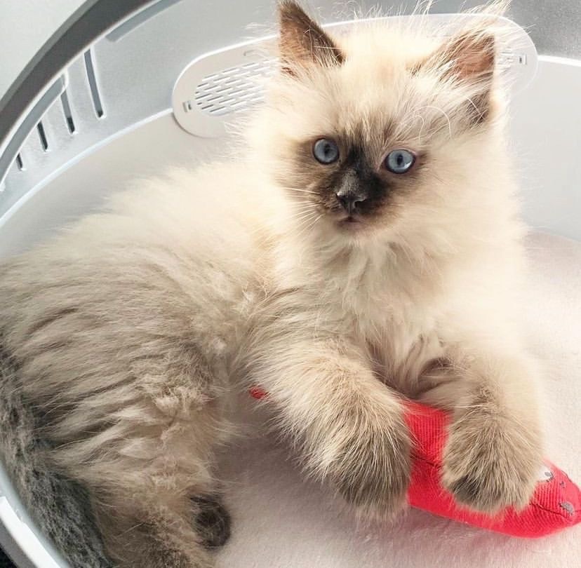 Delia Female Ragdoll Kitten