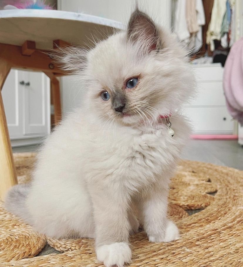 Elma Female Ragdoll Kitten