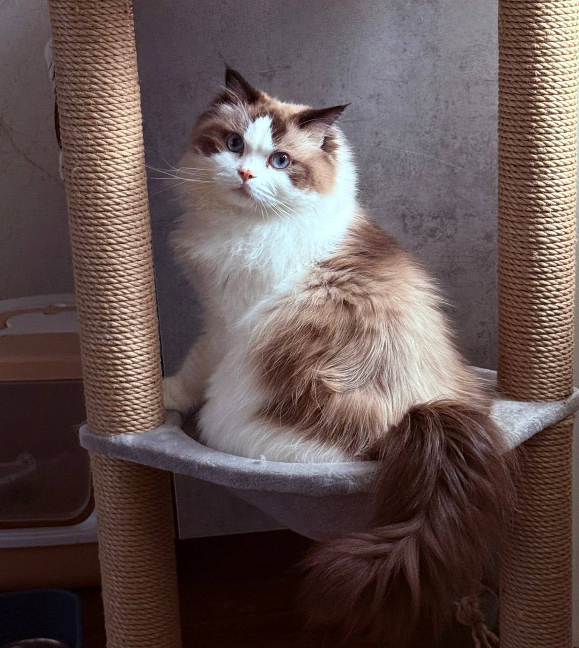 Queen Isabella - Ragdoll Mother