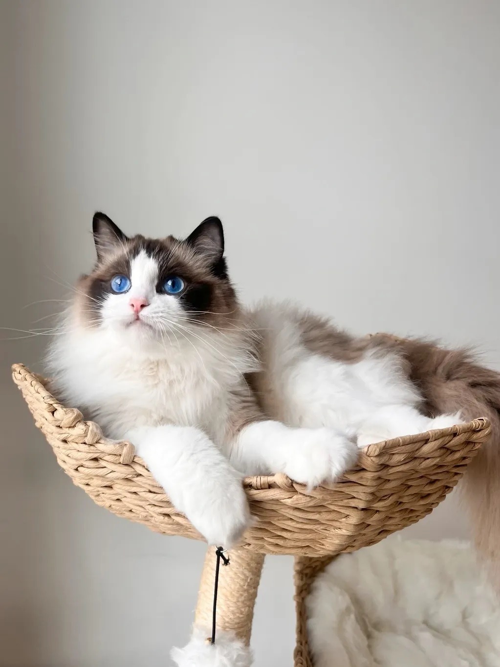 Pet Assembly investment project