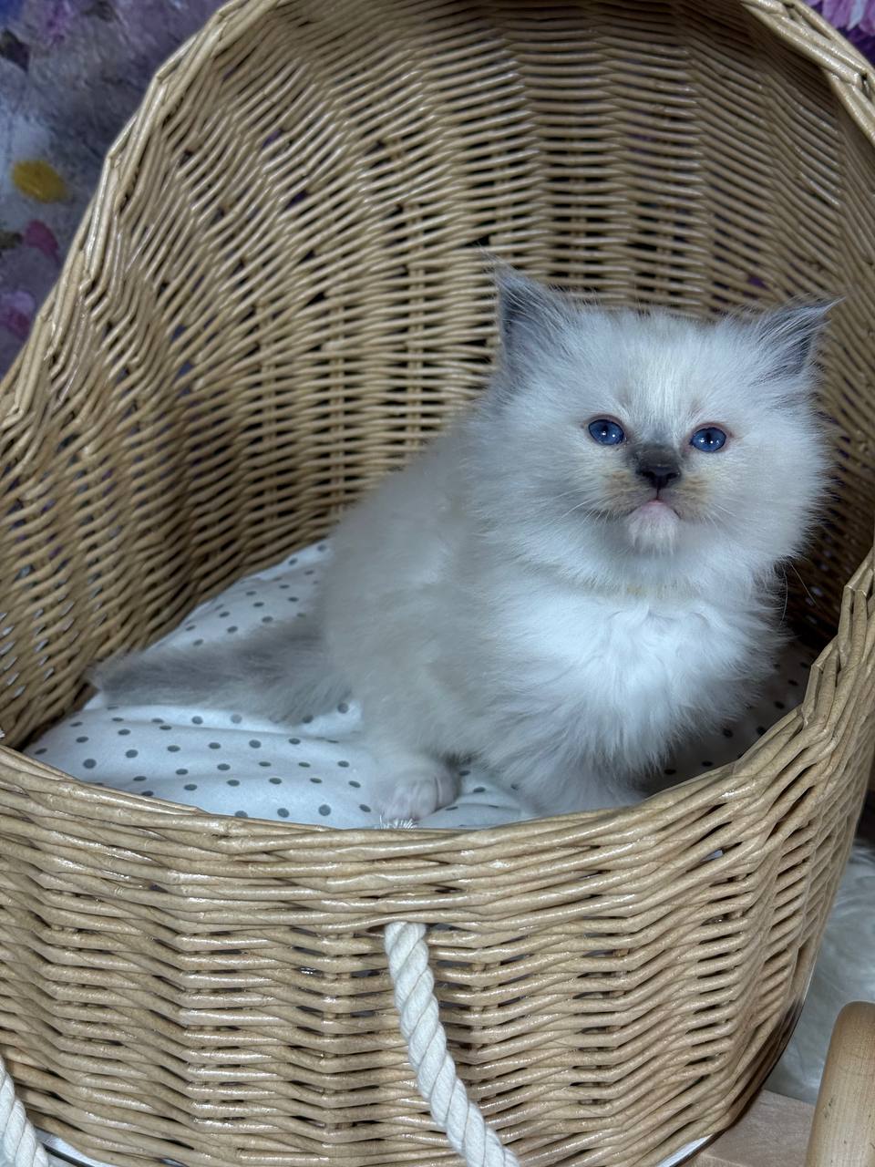 Vincent